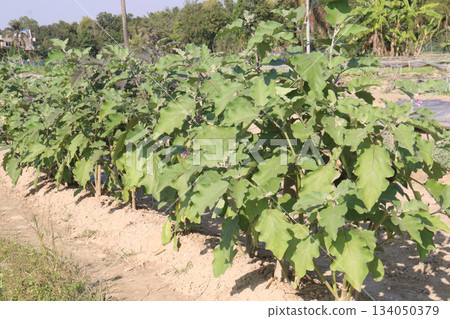Brinjal seedling on bag in farm for harvest Brinjal seedling on bag in farm for harvest 134050379