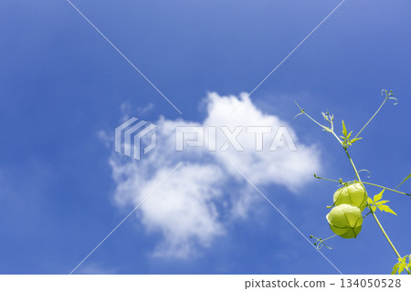 夏季植物,氣球葛景觀-2 夏季植物,氣球葛景觀-2 134050528