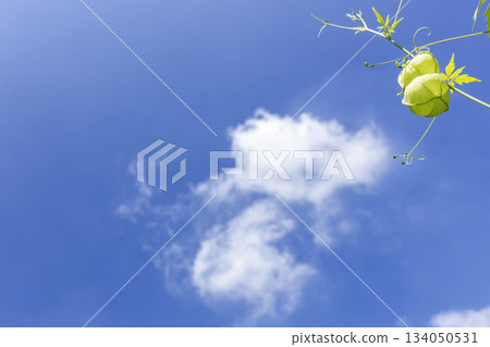 夏季植物，氣球葛景觀-3 134050531