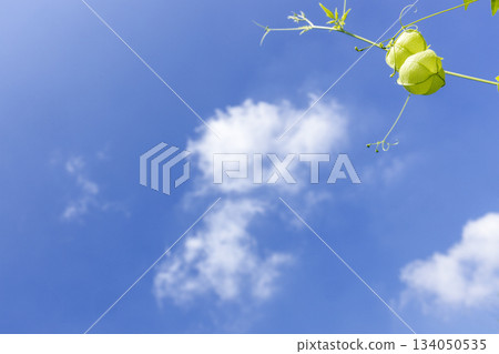 Summer plants, balloon kudzu landscape-4 134050535