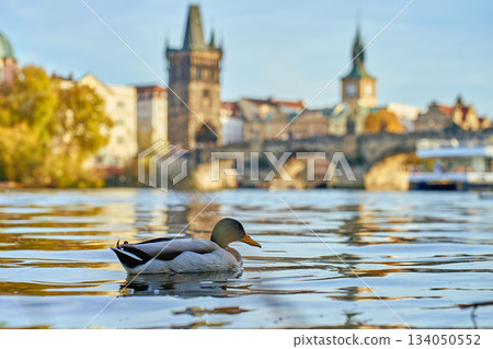 Duck swimming on river with historic Prague architecture in background 134050552