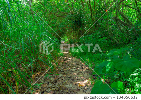 石垣島上一條靜謐的亞熱帶森林小徑,綠樹環繞 石垣島上一條靜謐的亞熱帶森林小徑,綠樹環繞 134050632