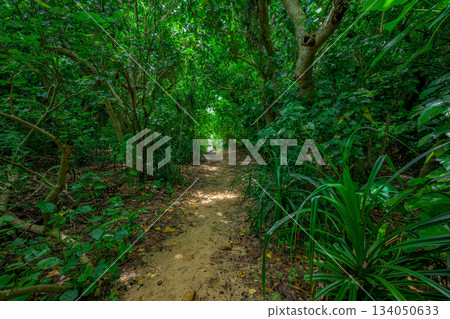 石垣島的熱帶森林景觀,樹枝交織成網 石垣島的熱帶森林景觀,樹枝交織成網 134050633
