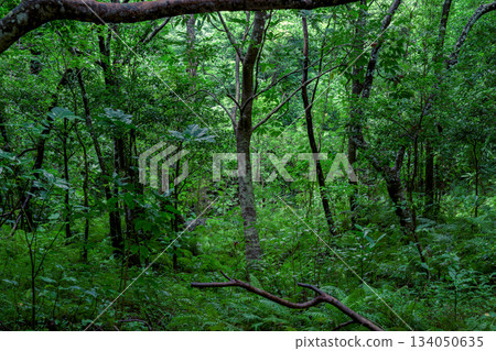 石垣島亞熱帶森林的綠色景色，籠罩在潮濕的空氣中。 134050635