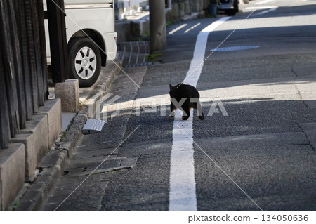 城鎮景觀,一隻貓沿著白線行走 城鎮景觀,一隻貓沿著白線行走 134050636