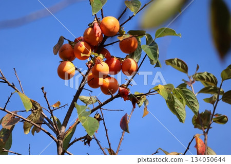 Scenery of a persimmon tree branch with blue sky, green leaves and orange fruit Scenery of a persimmon tree branch with blue sky, green leaves and orange fruit 134050644