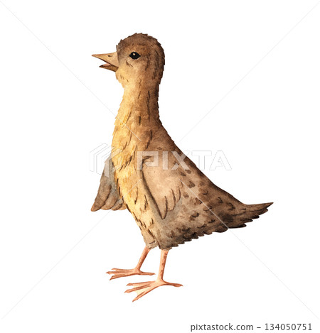 Watercolor illustration of a cute little gosling, perfect for children books, educational resources, farm designs, packaging, and rustic decorative prints. Painted with soft textured watercolor layers 134050751