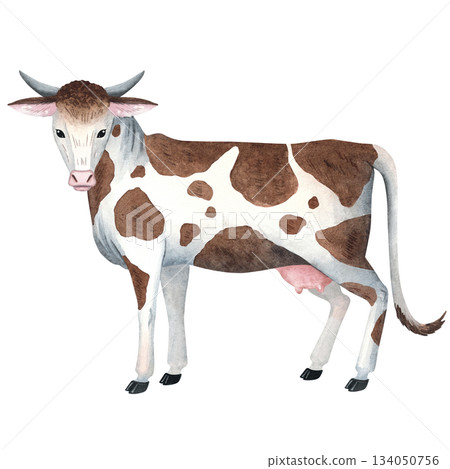 Watercolor illustration of a dairy cow, perfect for farm projects, educational resources, packaging, children books, and rustic-themed prints. Painted with soft watercolor washes and natural textures Watercolor illustration of a dairy cow, perfect for farm projects, educational resources, packaging, children books, and rustic-themed prints. Painted with soft watercolor washes and natural textures 134050756