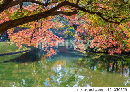 秋葉倒映在池塘中(小石川後樂園) 秋葉倒映在池塘中(小石川後樂園) 134050759