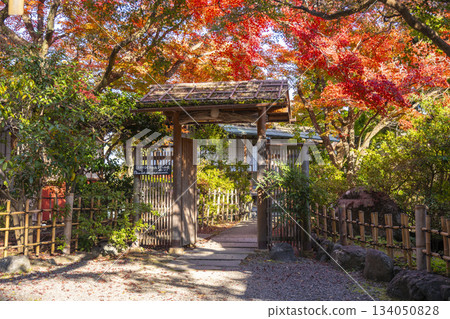 長岡天滿宮的秋葉（京都府長岡京市） 134050828