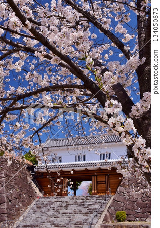Maizuru Castle surrounded by cherry blossoms in full bloom Maizuru Castle surrounded by cherry blossoms in full bloom 134050873