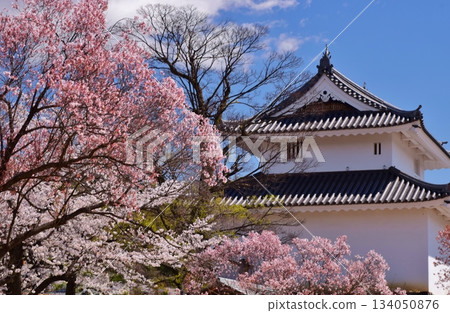 Maizuru Castle surrounded by cherry blossoms in full bloom 134050876
