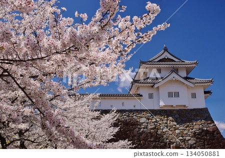 Maizuru Castle surrounded by cherry blossoms in full bloom 134050881
