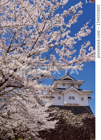 Maizuru Castle surrounded by cherry blossoms in full bloom Maizuru Castle surrounded by cherry blossoms in full bloom 134050885