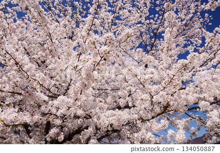 Maizuru Castle surrounded by cherry blossoms in full bloom Maizuru Castle surrounded by cherry blossoms in full bloom 134050887