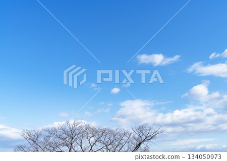 冬日的天空、雲彩和樹木 冬日的天空、雲彩和樹木 134050973