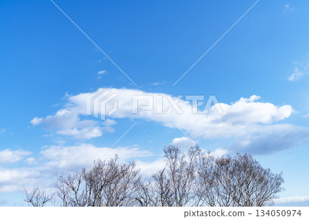冬日的天空、雲彩和樹木 冬日的天空、雲彩和樹木 134050974