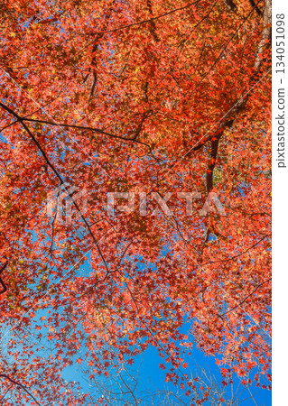 Autumn scenery Autumn scenery 134051098