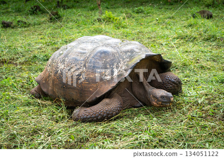 Galapagos giant tortoise walking on the grass of Santa Cruz island, Ecuador Galapagos giant tortoise walking on the grass of Santa Cruz island, Ecuador 134051122
