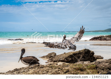 Brown pelican landing on a rock at Tortuga Bay, Galapagos islands, Ecuador 134051123