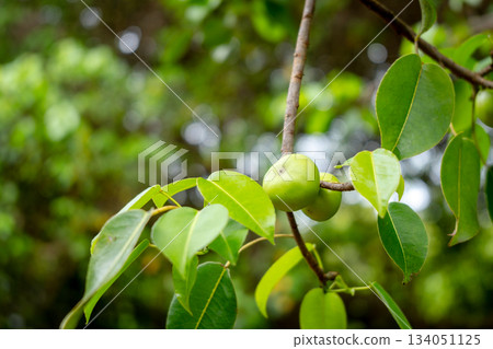 Manchineel tree, Poison Apple Found on Isabela Island 134051125