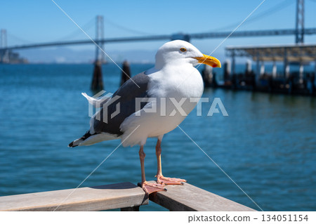 Seagull resting on a wooden railing with Oakland Bay Bridge behind Seagull resting on a wooden railing with Oakland Bay Bridge behind 134051154