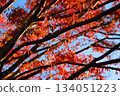 十一月的紅葉 134051223