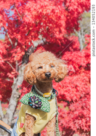 京都觀光 134052193