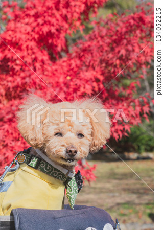 京都觀光 京都觀光 134052215