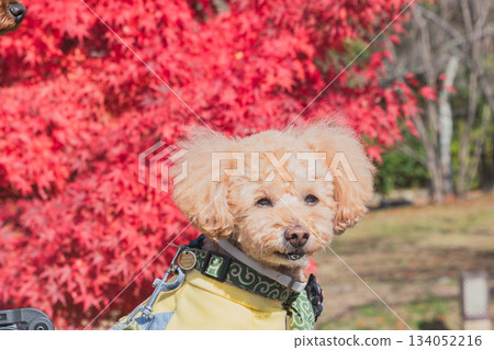 京都觀光 134052216