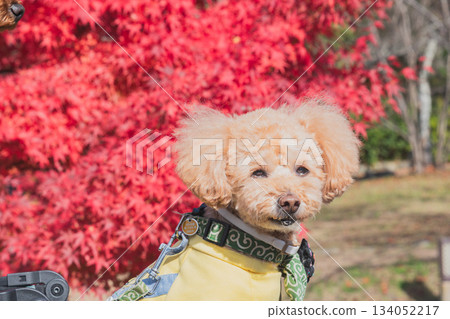 京都觀光 京都觀光 134052217