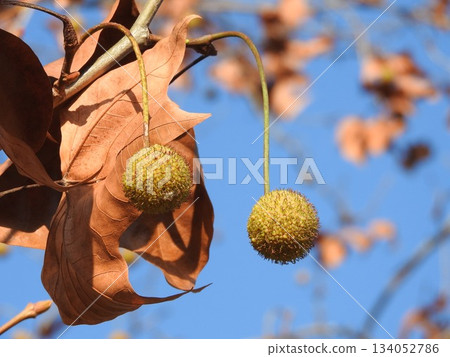 Fruit of the American sycamore (also known as sycamore) 134052786
