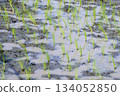 green rice field as nature background 134052850
