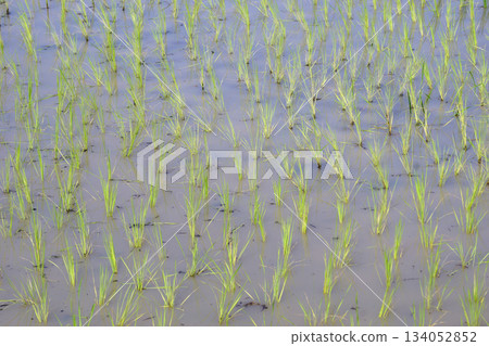 green rice field as nature background green rice field as nature background 134052852