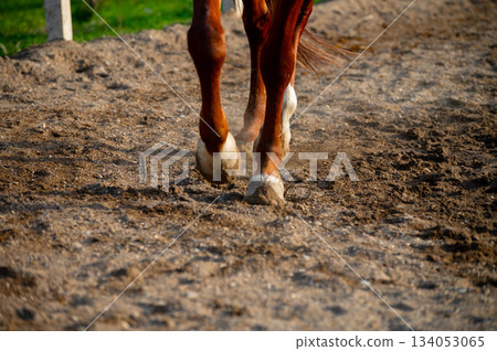 Close-up of a horse's hooves during riding and dressage training, the horse runs on sand. A bright red horse Close-up of a horse's hooves during riding and dressage training, the horse runs on sand. A bright red horse 134053065