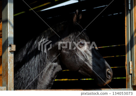 close-up of a horse peering out of a wooden stable door. The curious animal's gentle eyes evoke a sense of enchantment. This scene conveys the quiet beauty and warmth of farm life close-up of a horse peering out of a wooden stable door. The curious animal's gentle eyes evoke a sense of enchantment. This scene conveys the quiet beauty and warmth of farm life 134053073