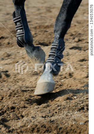 Close-up of a horse's hooves wearing a special hoof guard during show jumping training. The horse runs through the sand. The black and white horse Close-up of a horse's hooves wearing a special hoof guard during show jumping training. The horse runs through the sand. The black and white horse 134053076