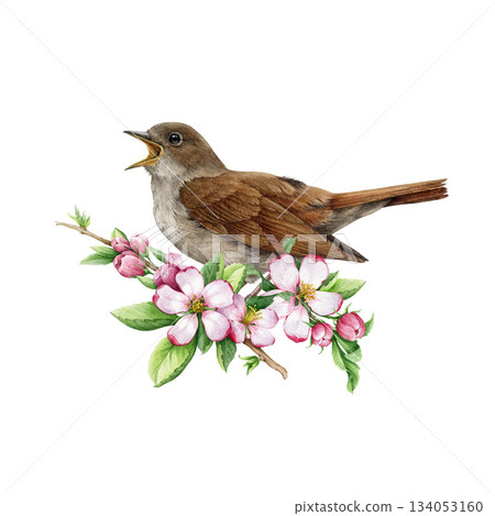 Singing nightingale bird decorated with blooming apple tree flowers watercolor illustration. Hand drawn luscinia megarhynchos European forest songbird with springtime floral decor on white background Singing nightingale bird decorated with blooming apple tree flowers watercolor illustration. Hand drawn luscinia megarhynchos European forest songbird with springtime floral decor on white background 134053160