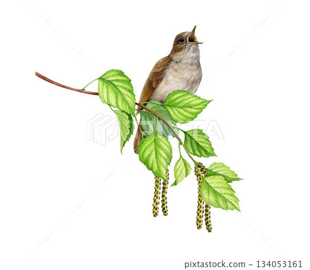 Singing nightingale bird on birch tree branch watercolor illustration. Hand drawn luscinia megarhynchos European wildlife forest songbird perched on a springtime twig isolated on white background 134053161