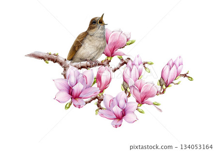 Nightingale bird singing on blooming pink magnolia tree twig vintage style watercolor illustration. Hand drawn cozy springtime nature scene. Nightingale with pink magnolia flowers on white background 134053164