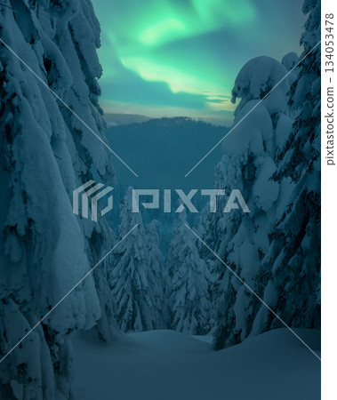 Aurora Borealis above snowy winter forest 134053478