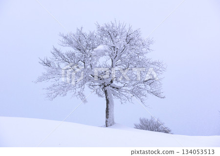 Lonely frozen tree on a snowy hill in winter mountains 134053513