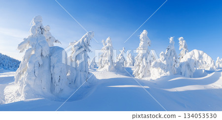 Sunny winter mountain landscape with frozen trees in deep snow. 134053530