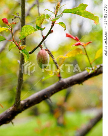 Blue plums on a plum tree and soft sunlight 134053716