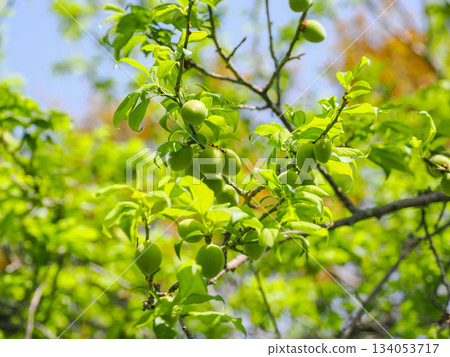 Blue plums on a plum tree and soft sunlight 134053717