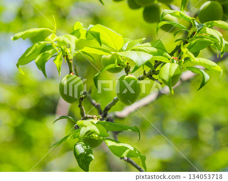 Blue plums on a plum tree and soft sunlight 134053718