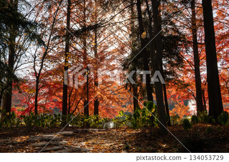Autumn park with autumn leaves Autumn park with autumn leaves 134053729