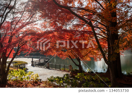 Landscape with autumn leaves Landscape with autumn leaves 134053730