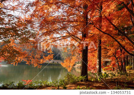 Landscape with autumn leaves 134053731