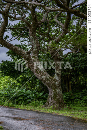 雨後石垣島的景色令人嘆為觀止，參天大樹巍然屹立。 134053794